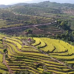 L'Or du Fujian Pre-Qingming